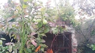 ہمارے ایک کیلے کے پودے سے کتنے پودے تیار ہوئے