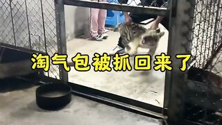 Playing with  Tiger