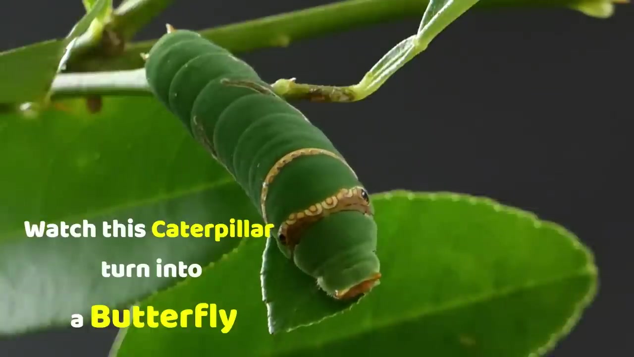 Watch this Caterpillar Turn Into A Butterfly Papilio Demoleus