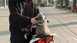 Riding bike with cute cat????
