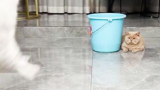 Funny cat skills????