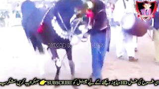 #febspot#foryou #foryoupage#horses#ridings#vedio88#ahmad#nasir#sports#fyb#fybpage fybpage#chak#no168/171NB
