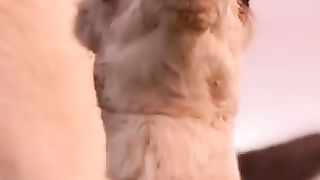 The pretty good camel