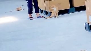 Funny cat walk