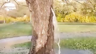 This is a tree or a chashma