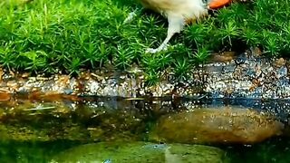Beauty of nature 53