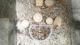 Hamster 5