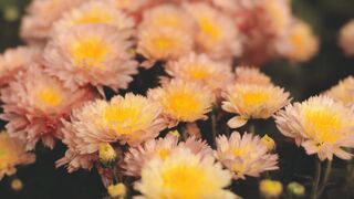 Love Flower