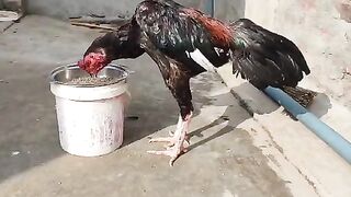 The rooster is eating from the buckett