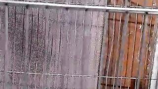 The parrots in the cage