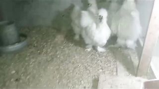 The silky chicken