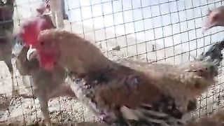 The hen is for