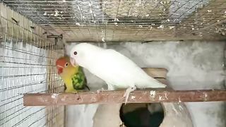 The pair of parrots