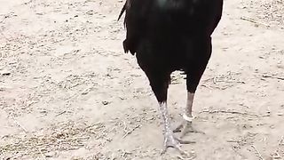 They are not criminal