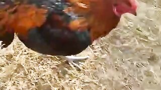 The aseel ll birds that are aseel