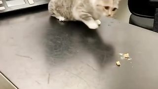 Funny actions 118