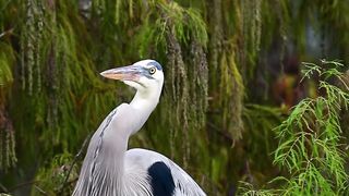The gentle sway of this heron and cypress trees in the breeze