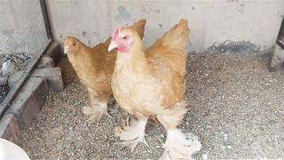 The bantam buff