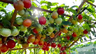You Won't Be Disappointed, Here's My Tip To Have Tomatoes All Year Round