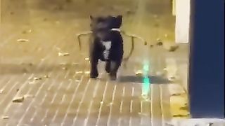 Funny_Animal_Videos_Of_The_Day_0014!_????????_#fyp_#memes_#memedaily_#dankmemes(