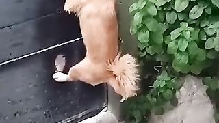Funny_Animal_Videos_Of_The_Day_0015!_????????_#fyp_#memes_#memedaily_#dankmemes