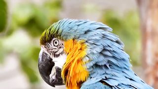 Lovely Parrots 2