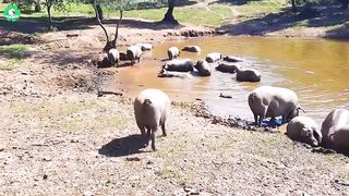 Black Pig Farming - How Farmers Raise Black Pig Under The Oak _ Processing Factory