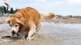 Funny dog 58