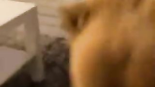 Funny_Animal_Videos_Of_The_Day_0016!_????????_#fyp_#memes_#memedaily_#dankmemes(360p).