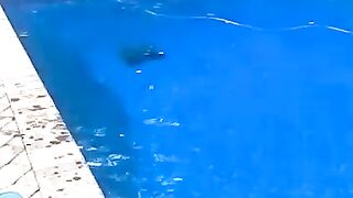 Funny_Animal_Videos_Of_The_Day_0018!_????????_#fyp_#memes_#memedaily_#dankmemes(360p).