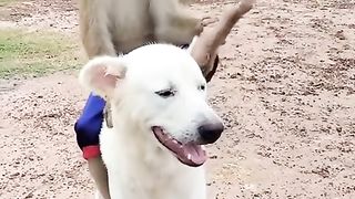 fun riding on a dog