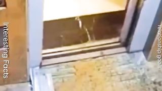 Total Idiots at Work