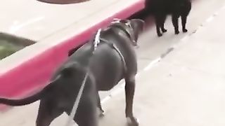 Funny_animal videos of the Day 0021