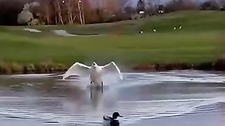 Funny_Animal_Videos_Of_The_Day_0023!_????????_#fyp_#memes_#memedaily_#dankmemes(360p).