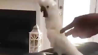 Funny_Animal_Videos_Of_The_Day_0024!_????????_#fyp_#memes_#memedaily_#dankmemes(360p).