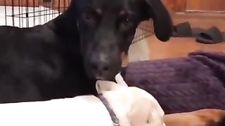 Funny_Animal_Videos_Of_The_Day_0026!_????????_#fyp_#memes_#memedaily_#dankmemes(360p).