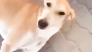 Funny_Animal_Videos_Of_The_Day_0028!_????????_#fyp_#memes_#memedaily_#dankmemes(360p).