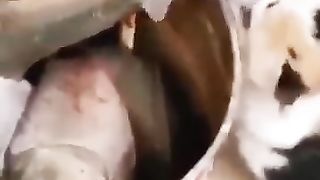 Funny_Animal_Videos_Of_The_Day_0029!_????????_#fyp_#memes_#memedaily_#dankmemes(360p).