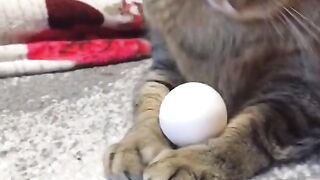 Best Funny Animal Videos Of The 2024 28