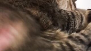 Best Funny Animal Videos Of The 2024 30