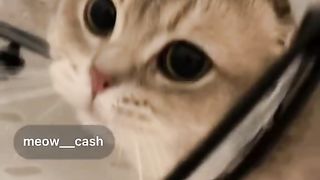 Best Funny Animal Videos Of The 2024 31