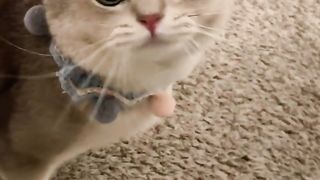 Best Funny Animal Videos Of The 2024 32