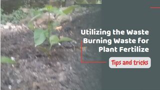 Utilizing the Waste Burning Waste for Plant Fertilize
