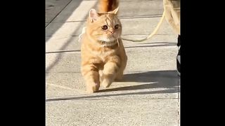 Cat lover