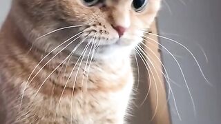 Best Funny Animal Videos Of The 2024 32 180 views