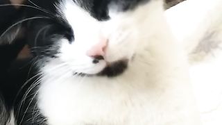 Best Funny Animal Videos Of The 2024 32 180 views 2