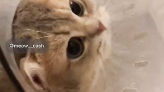 Best Funny Animal Videos Of The 2024 32 180 views 3