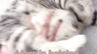 Best Funny Animal Videos Of The 2024 32 180 views 4