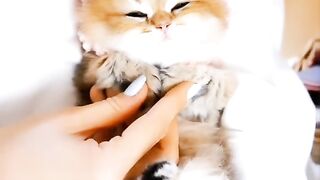Best Funny Animal Videos Of The 2024 32 180 views 6