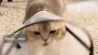 Best Funny Animal Videos Of The 2024 32 180 views 5